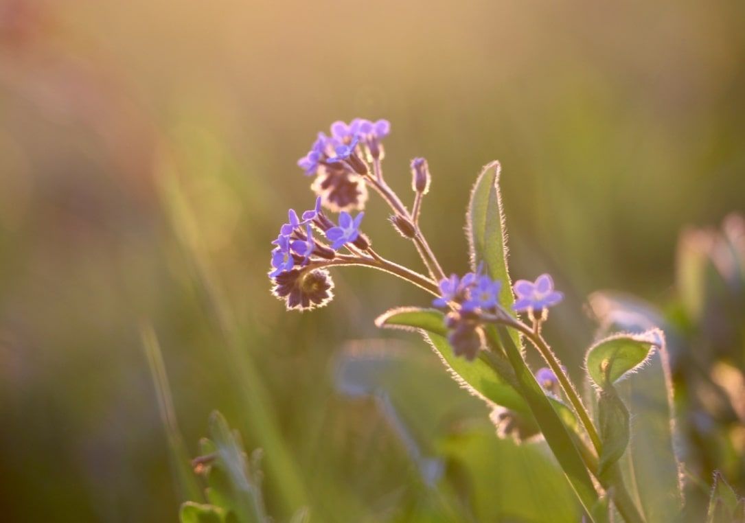 Plappermaul Referenz Altes Wissen Blume