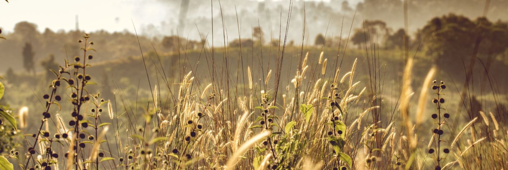 Hochhubergut Symbolbild sommerliches Feld - Referenz von Plappermaul